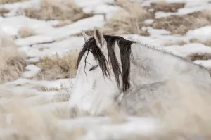 A Warm Blanket of Snow