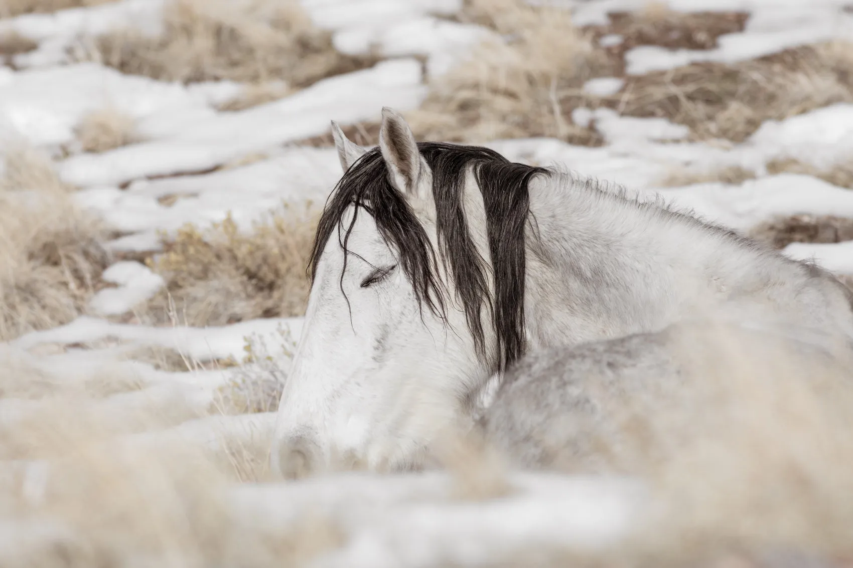 A Warm Blanket of Snow